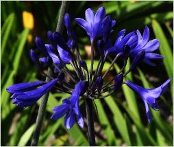 Agapanthus 'Cairo' closeup 