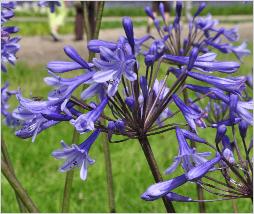 Agapanthus 'Columba' closeupvn