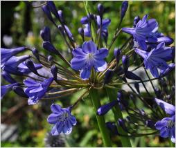 Agapanthus 'Donau' closeup2vn