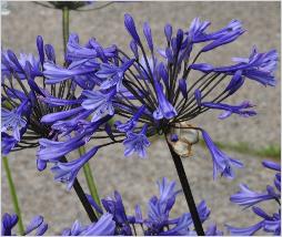 Agapanthus 'DrBrouwer' closeup