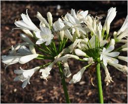 AgapanthusLowlandNurserycloseup