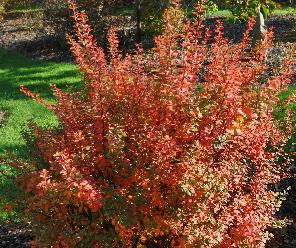 Berberis thunbergii 'PowPow' herfstkleuren