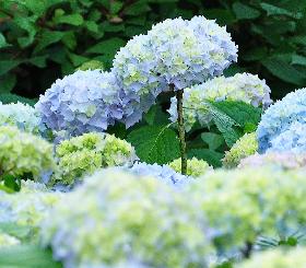 blauwehydrangeamacrophyllawolk