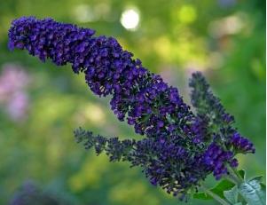 Buddleja davidii 'Empire blue'