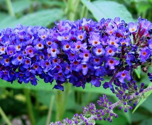 Buddleja davidii 'Empire Blue'