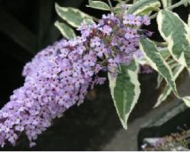 BuddlejadavidiiFlorence