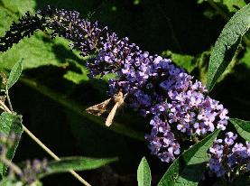 BuddlejadavidiiGlasnevinbloemcloseup