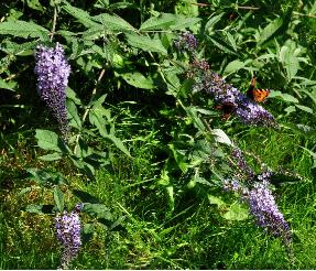 BuddlejadavidiiGlasnevinbutterflies