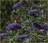 BuddlejadavidiiNanhoPetiteBluecloseupvn