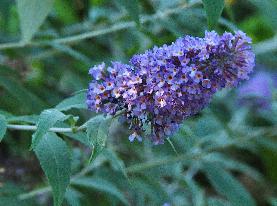 Buddleja 'Lochinch'bloem closeup vn