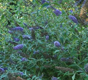 Buddleja 'Lochinch' habitus