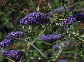 BuddlejaNanhoBlue