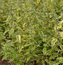 Caryopteris Clandonensis 'Summer Sorbet' 2