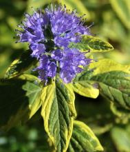 Caryopteris clandonensis 'Summer sorbet'