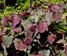 Cercis canadensis 'Forest Pansy ' juli 2012