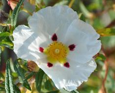 Cistus x florentinus