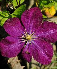 Clematis Voluceau closeup vnn