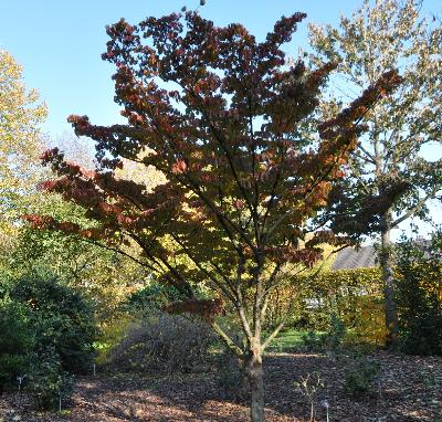 Cornuskousajapansekornoelje3herfstverkleuringvnjpg