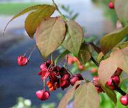 EuonymusPlanipes4septVN