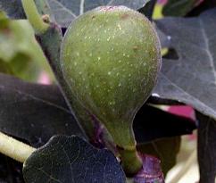 Ficus carica 'précoce de Dalmatie'