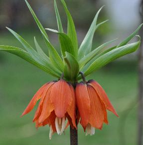 Fritillariaimperialisvn