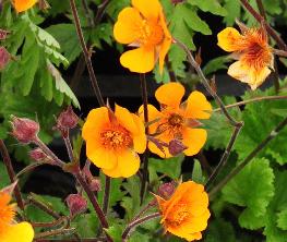 Geum 'Carlskaer' nagelkruid