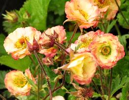 Geum 'Cosmopolitan' - nagelkruid