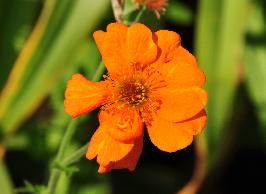 Geum 'Dolly North' 100 jaar oude hybride