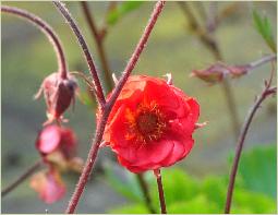 Geum 'Flames of Passion'