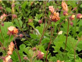 Geum hybride 'Mai Thai'