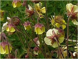 Geum 'Lisanne' 