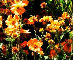 Geum 'Totally Tangerine'