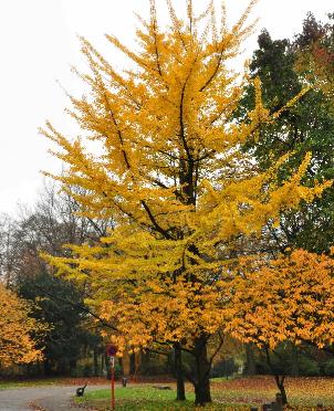 Ginkgo biloba herfstkleur citadelpark