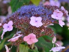 HydrangeaasperaAnthonyBullivant