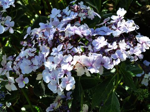 HydrangeaLemonWave3jpg