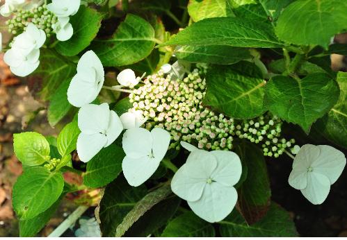 HydrangeamacrophyllaBenxijuli