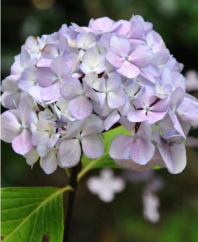 HydrangeamacrophyllaNigra