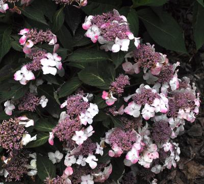 HydrangeamacrophyllaDelight12juli20112