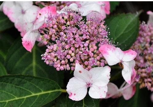 HydrangeamacrophyllaDelight12juliCloseupVNN