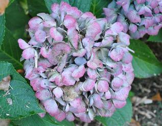 HydrangeamacrophyllaNeufherfstverkleuringVNN315sept