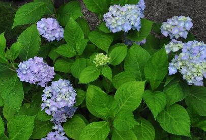 Hydrangea macrophylla 'OTAKSA' bolhortensia vn