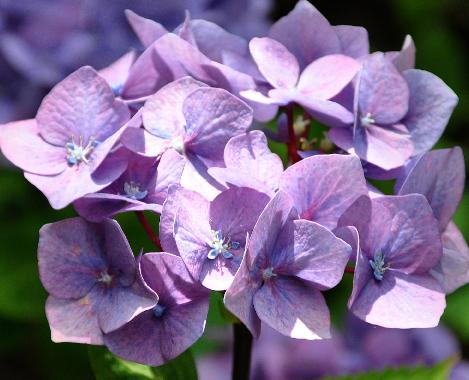 HydrangeamacrophyllaBlueBellblacksteel