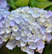 HydrangeamacrophyllaXianjuli