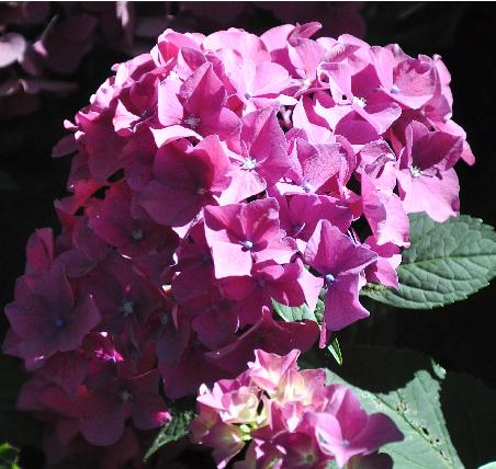 HydrangeamacrophyllaMerkurBrugger1978