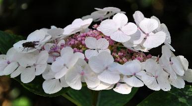 HYDRANGEAMACROPHYLLALIBELLEVNEINDAUG