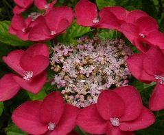 hydrangeamacroptellergroupgimpel