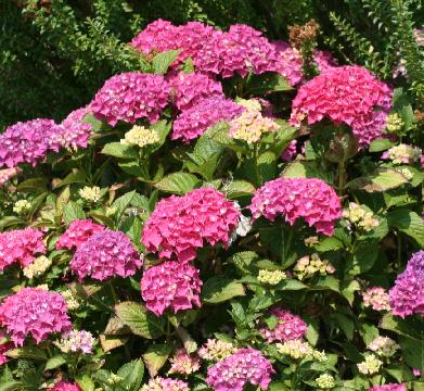 HydrangeamacrPia6JPG