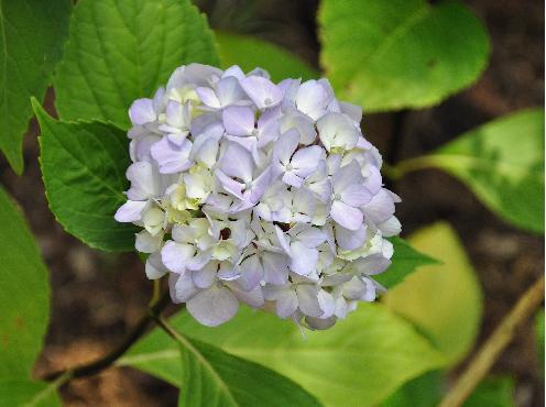 HydrangeaNigra1