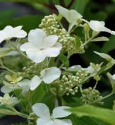 HydrangeapaniculataLevanabloem