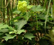 HydrangeaquercifoliaHarmony1